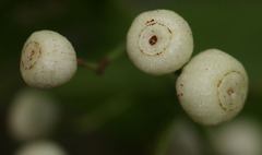 Psychotria dallachiana