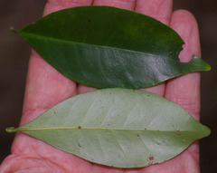Psychotria dallachiana