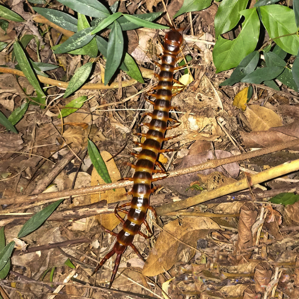 Amazonian Giant Centipede From Cartagena Provincia De Cartagena