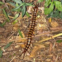 Scolopendra gigantea