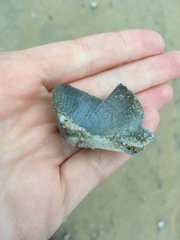 Dinocardium robustum