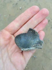 Dinocardium robustum