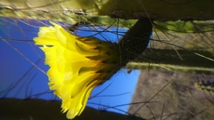 Corryocactus brevistylus