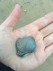 Dinocardium robustum