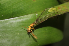 Ophiocordyceps humbertii
