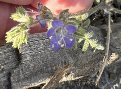 Phacelia distans