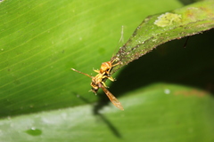 Ophiocordyceps humbertii