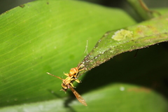 Ophiocordyceps humbertii