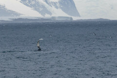 Megaptera novaeangliae australis