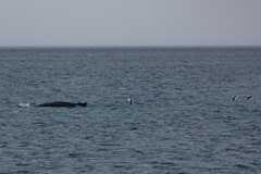 Megaptera novaeangliae australis