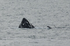 Megaptera novaeangliae australis