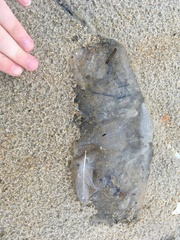 Rhopilema verrilli