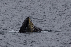 Megaptera novaeangliae australis