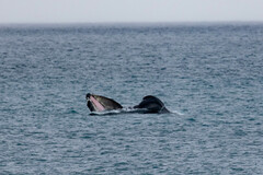 Megaptera novaeangliae australis