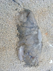 Rhopilema verrilli