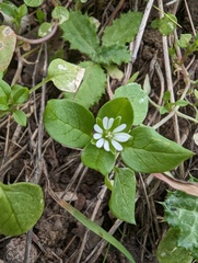 Stellaria media
