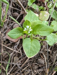 Stellaria media