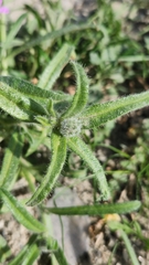 Cryptantha barbigera