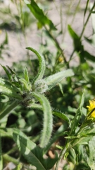Cryptantha barbigera