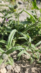 Cryptantha barbigera