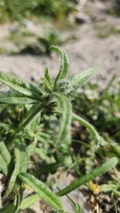 Cryptantha barbigera