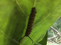 Danaus