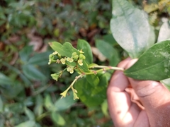 Euphorbia lancifolia