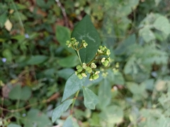 Euphorbia lancifolia