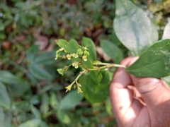 Euphorbia lancifolia