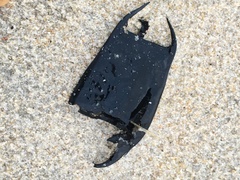 Rostroraja eglanteria