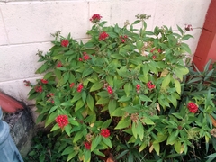 Pentas lanceolata