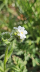 Cryptantha intermedia