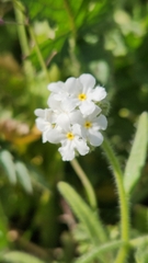 Cryptantha intermedia