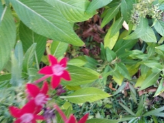 Pentas lanceolata