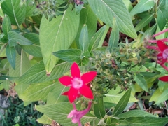 Pentas lanceolata
