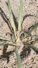 Camissoniopsis pallida