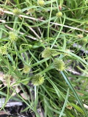 Cyperus brevifolius