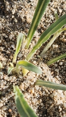 Camissoniopsis pallida