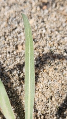 Camissoniopsis pallida