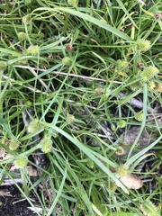 Cyperus brevifolius