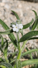 Cryptantha barbigera