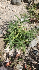 Cryptantha barbigera