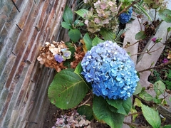 Hydrangea macrophylla