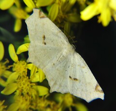 Antepione thisoaria