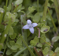 Oldenlandia salzmannii