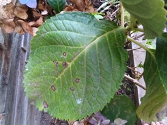 Hydrangea macrophylla