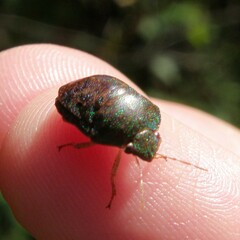 Diolcus chrysorrhoeus