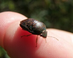 Diolcus chrysorrhoeus