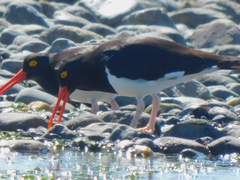 Haematopus leucopodus