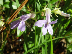 Lobelia reverchonii